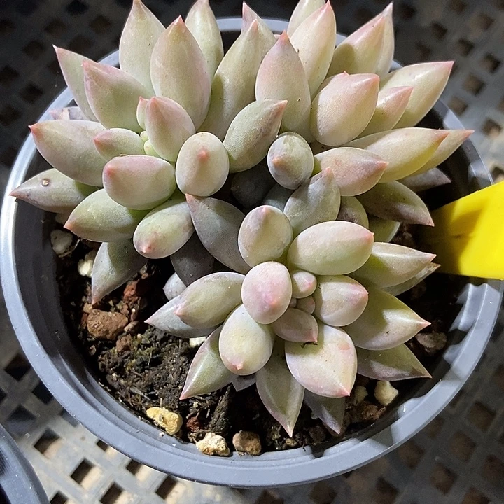 多肉植物水晶球803