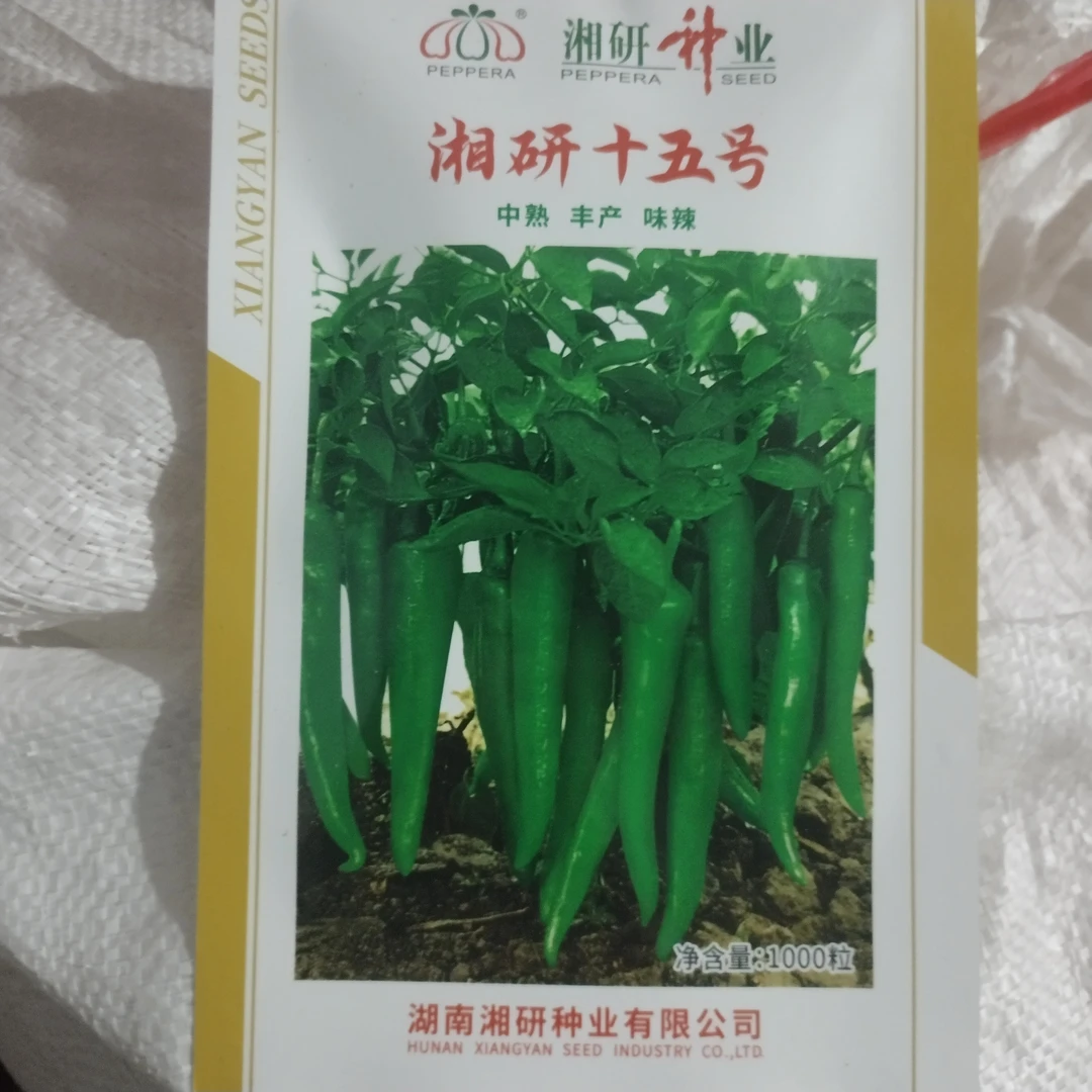 湖南湘研十五辣椒新鲜皮薄肉嫩口感微辣农家自种蔬菜