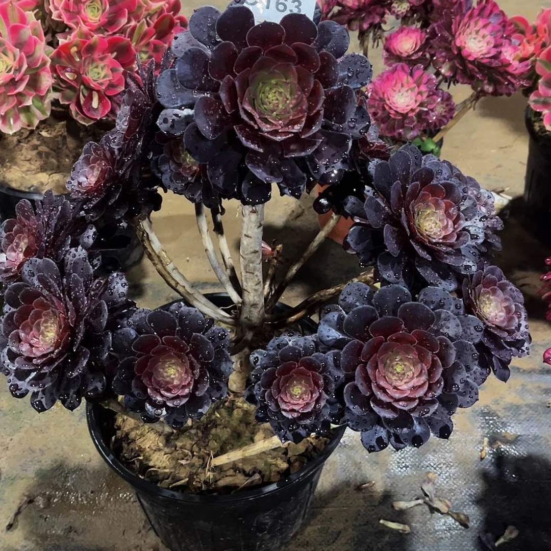 @*多肉163黑铜壶法师