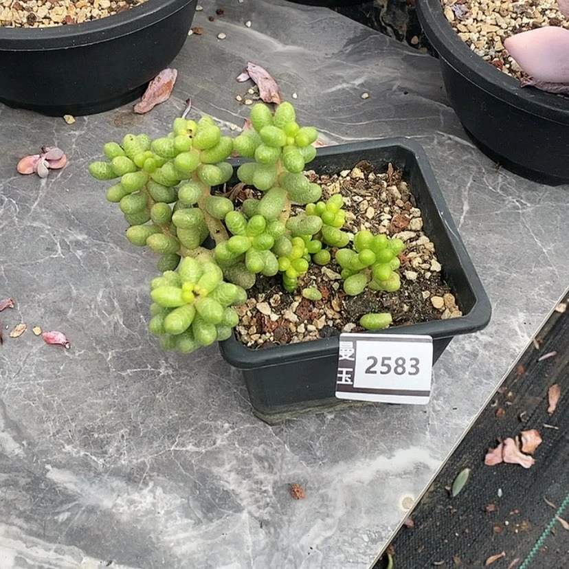 【闪购商品】绿龟2583