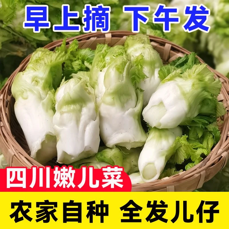四川当季儿菜笋新鲜纯儿子抱儿菜农家蔬菜娃娃菜