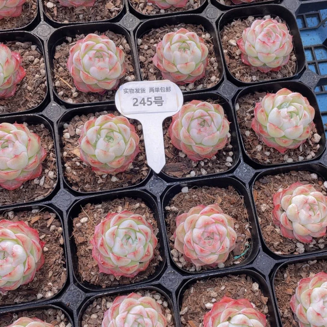 245号白底包子桃花女王单头一个