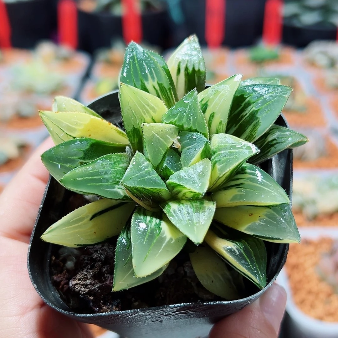 十二卷多肉姬寿锦