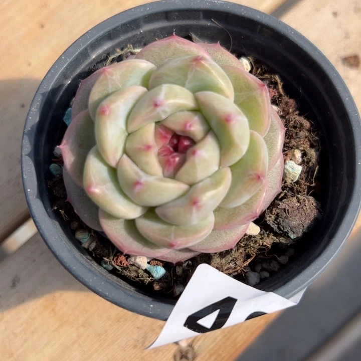 小*482换一颗绿菩提多肉植物组合盆栽