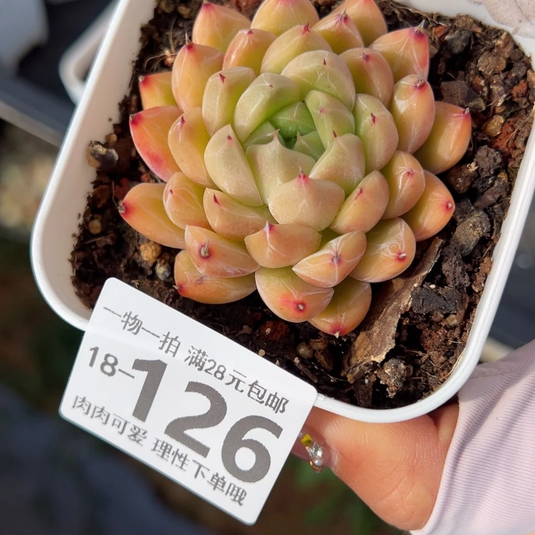 冰山珍妮多肉多肉多肉