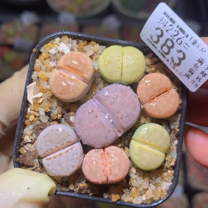 精品生石花226.383