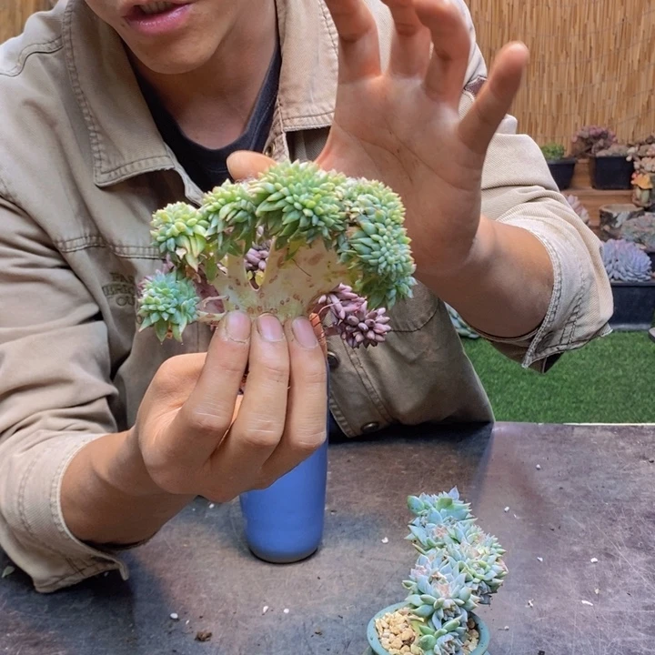 鲲***鹏455 号冰魄多肉植物