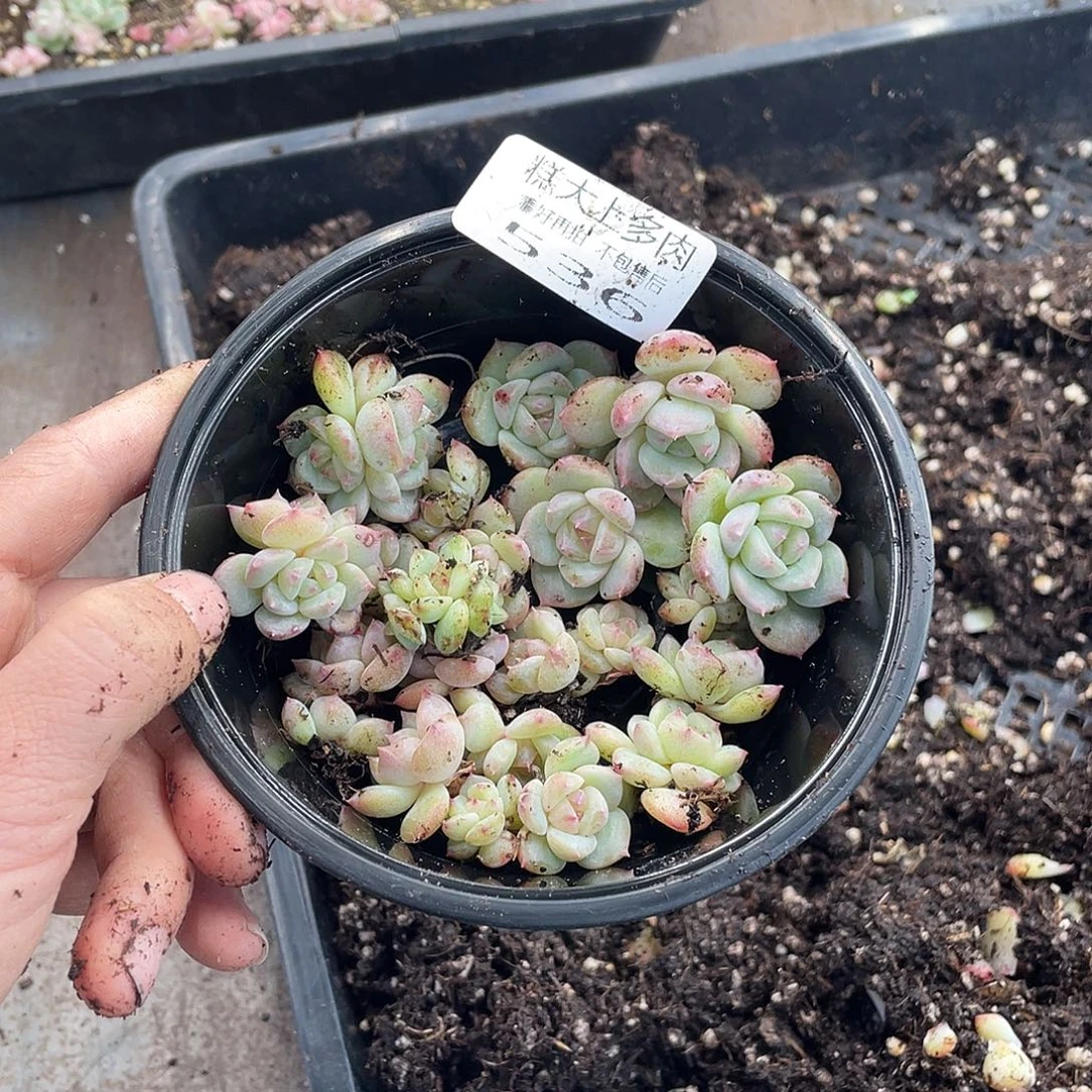 糕大上多肉植物536