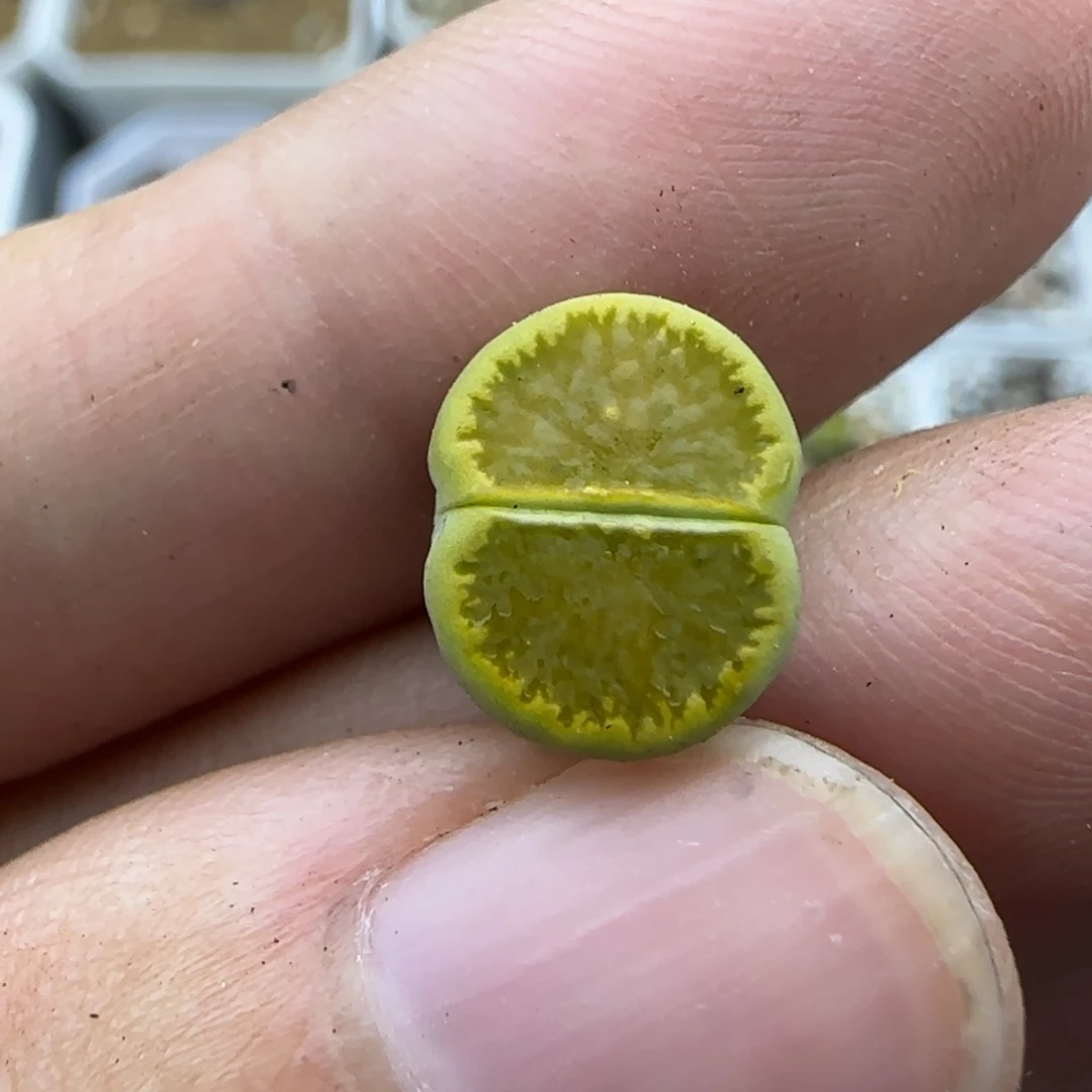 808福利一颗绿菊大棚直播