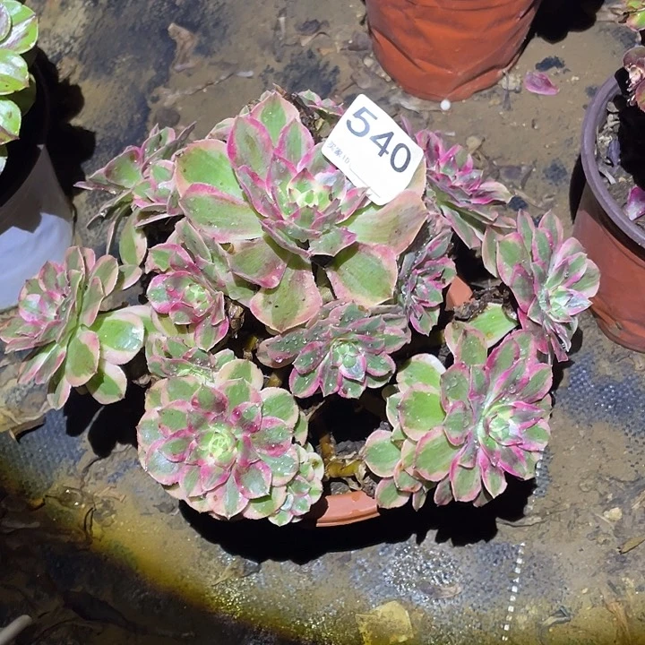 多肉植物法师540云荷