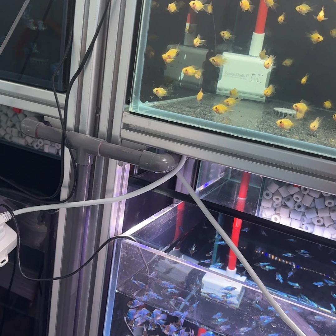 短鲷鱼长尾金波子一条兰波子一条荷兰凤球一条