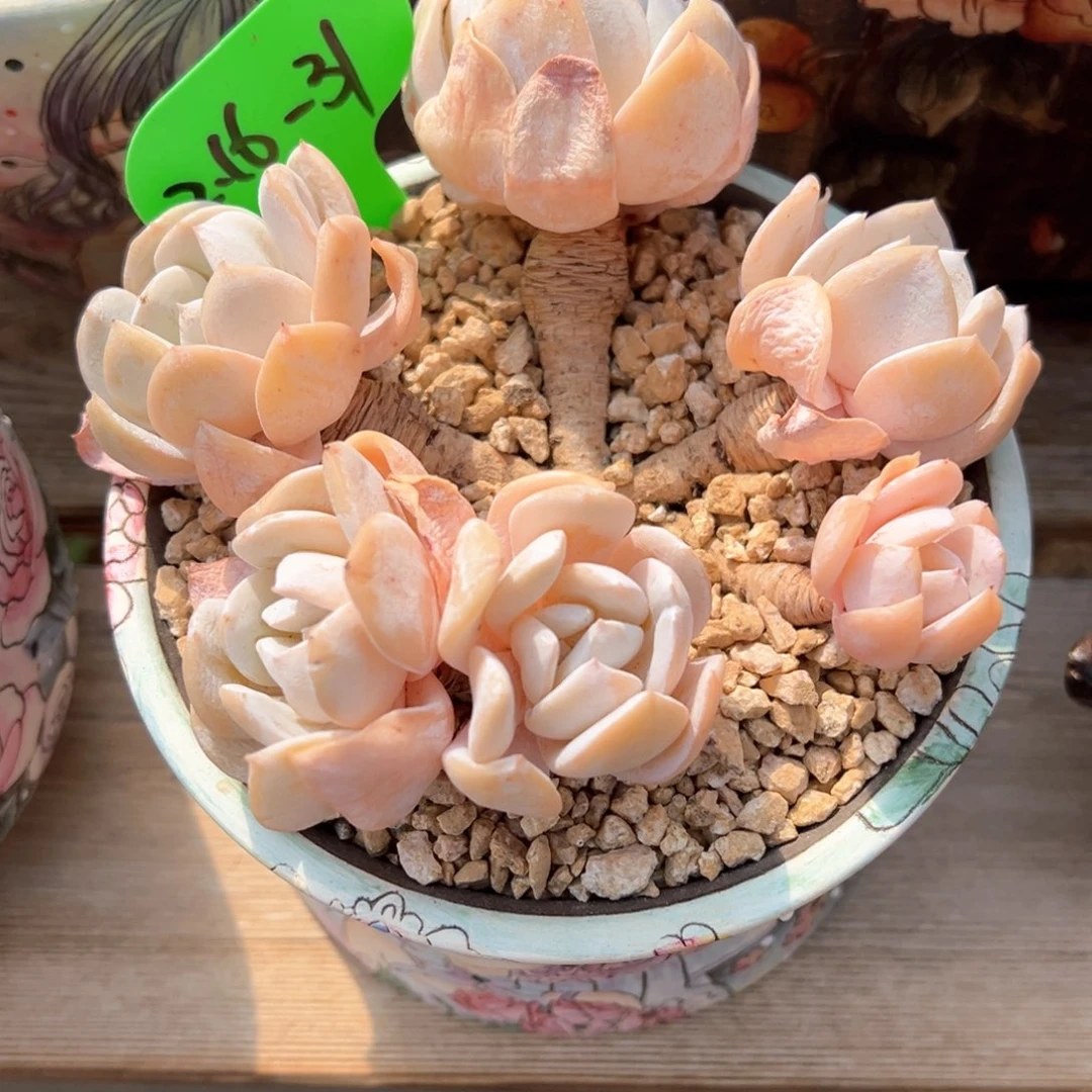 L****82.16.31雪特