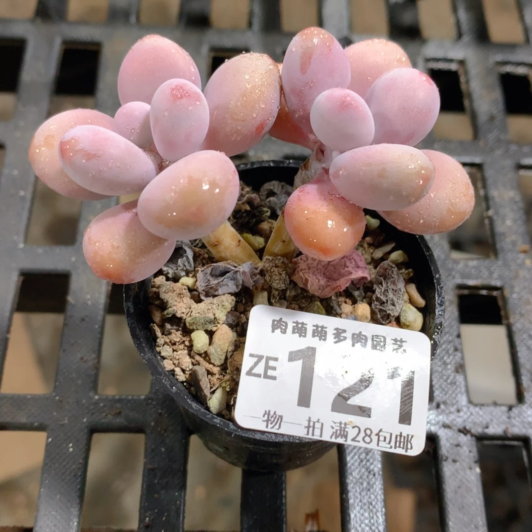 肉萌萌拇指盆精控多肉ZE121