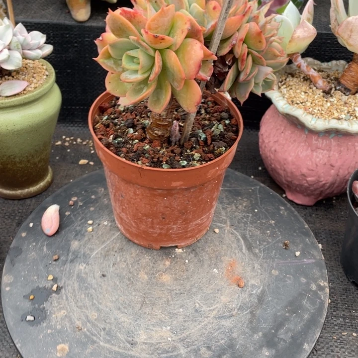 九***、弥鹿之森多肉白雪公主