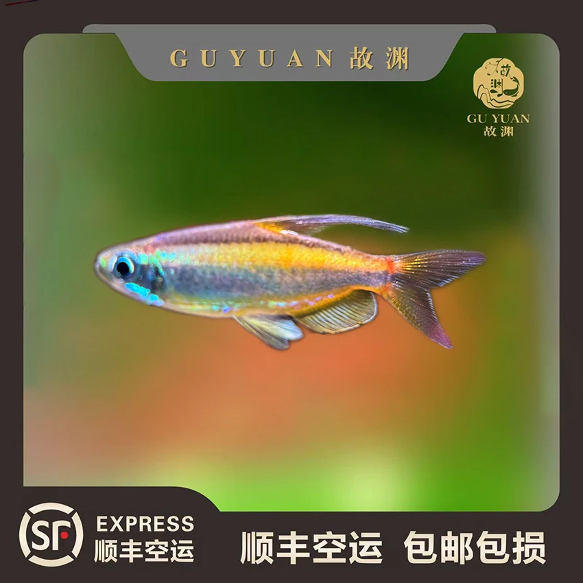 黄金二线刚果 林戈二线 小型热带灯科鱼 【顺丰空运包邮包损】