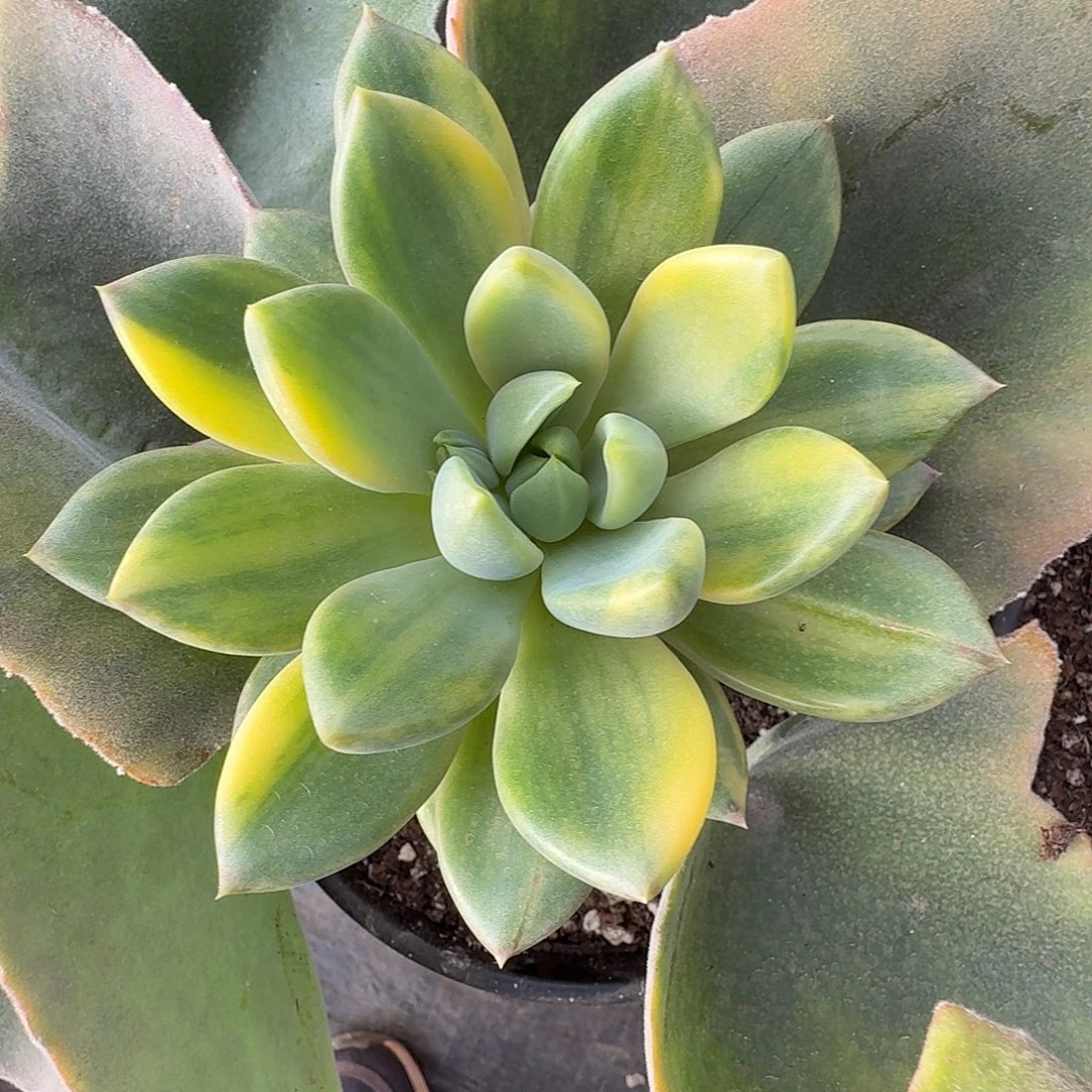 黄象牙拉丝锦1111227-306