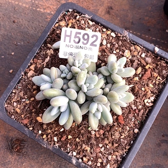 白兰地592 亏本处理退款拉黑7-8天发货