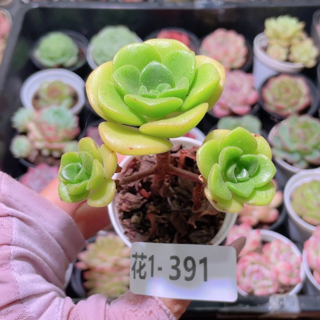 花利美1-391百合莉莉