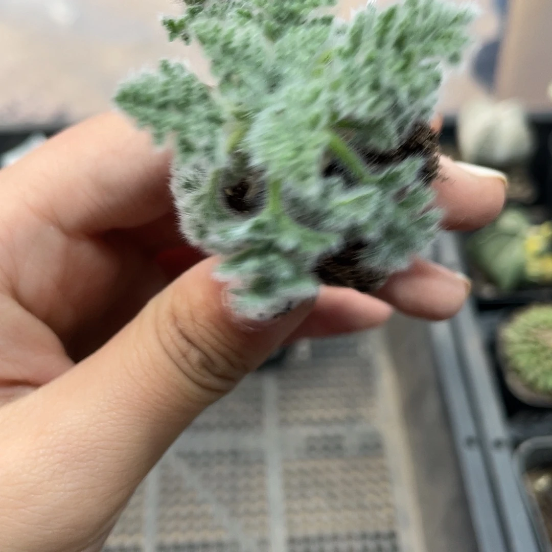 2.9元1颗羽叶小苗（满18元包邮）