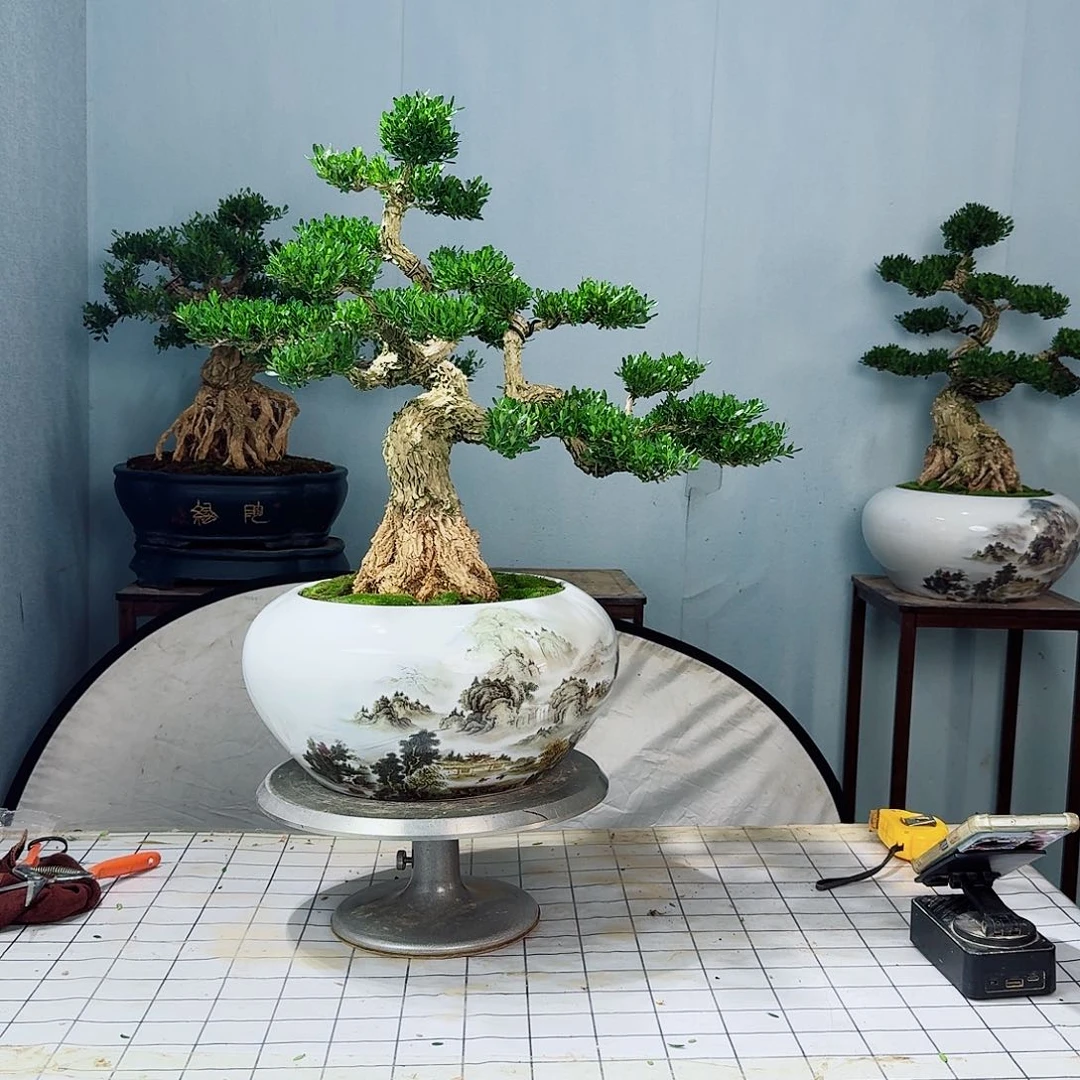 鲁广东皱皮雀舌黄杨