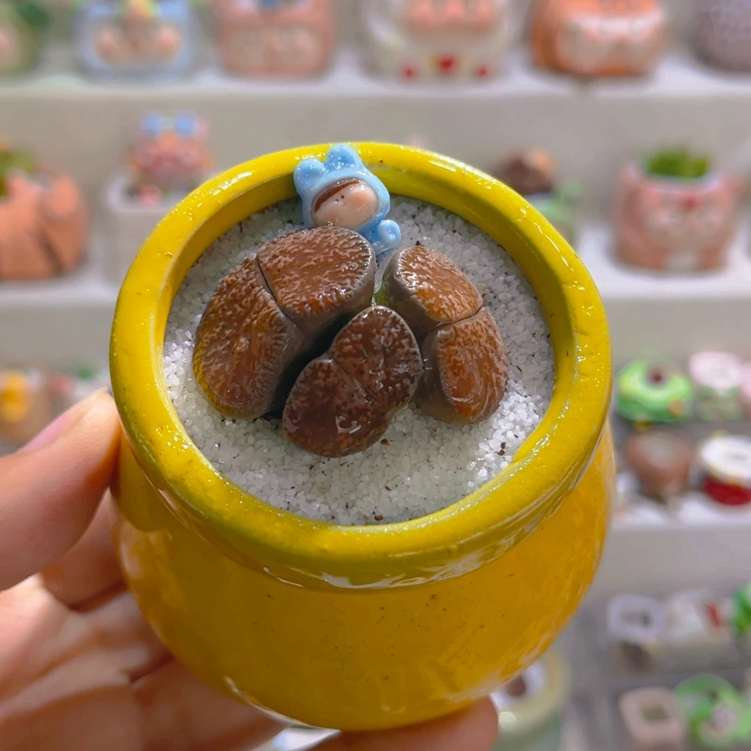 013高端多肉带盆土一套18