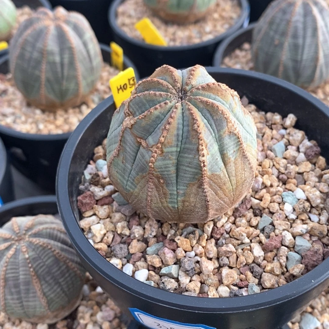 55 欧系实生布纹球多肉植物
