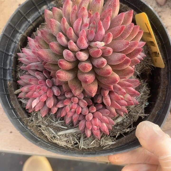 两单包邮，一物一拍711车里子