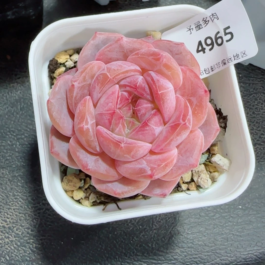 粉琉璃冰魄，4965多肉植物