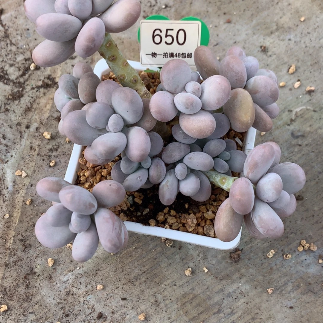 原始奶酪无砍老桩650