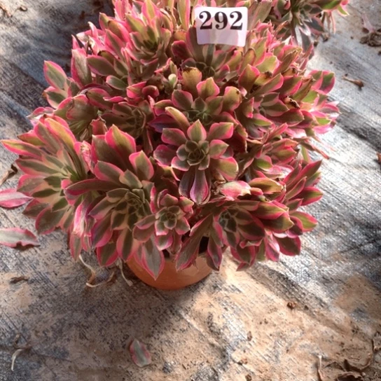 叮*多肉植物女巫292