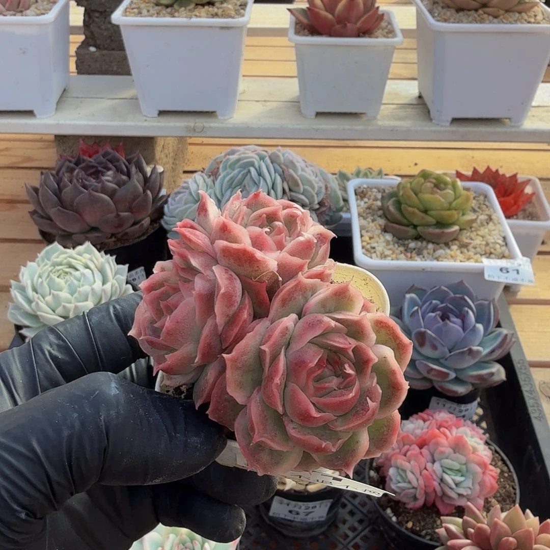 1129-71虾饺群生a