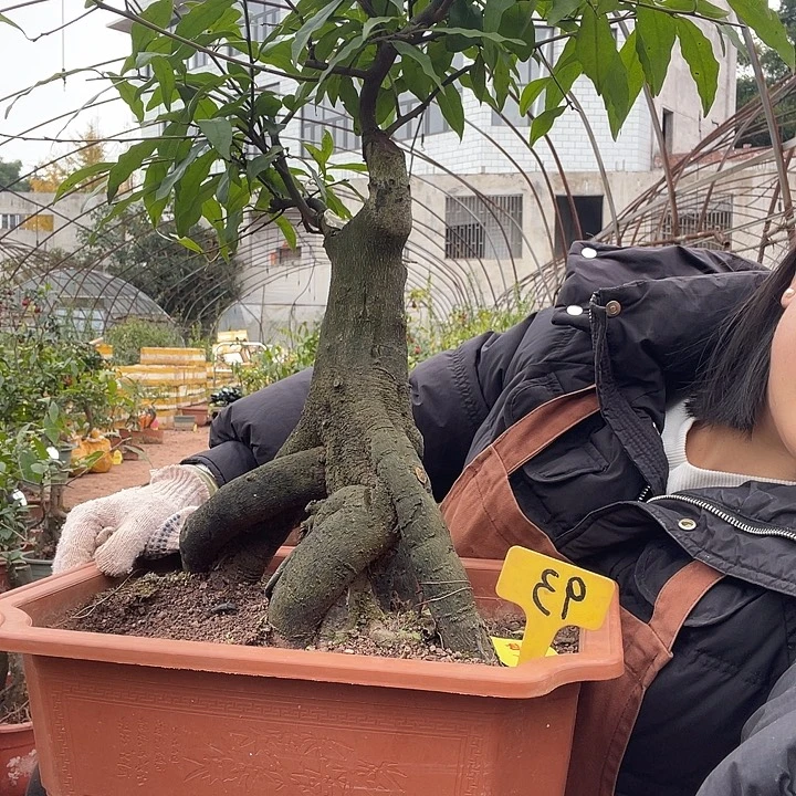 用***9无花朵金6666）gyyyyy