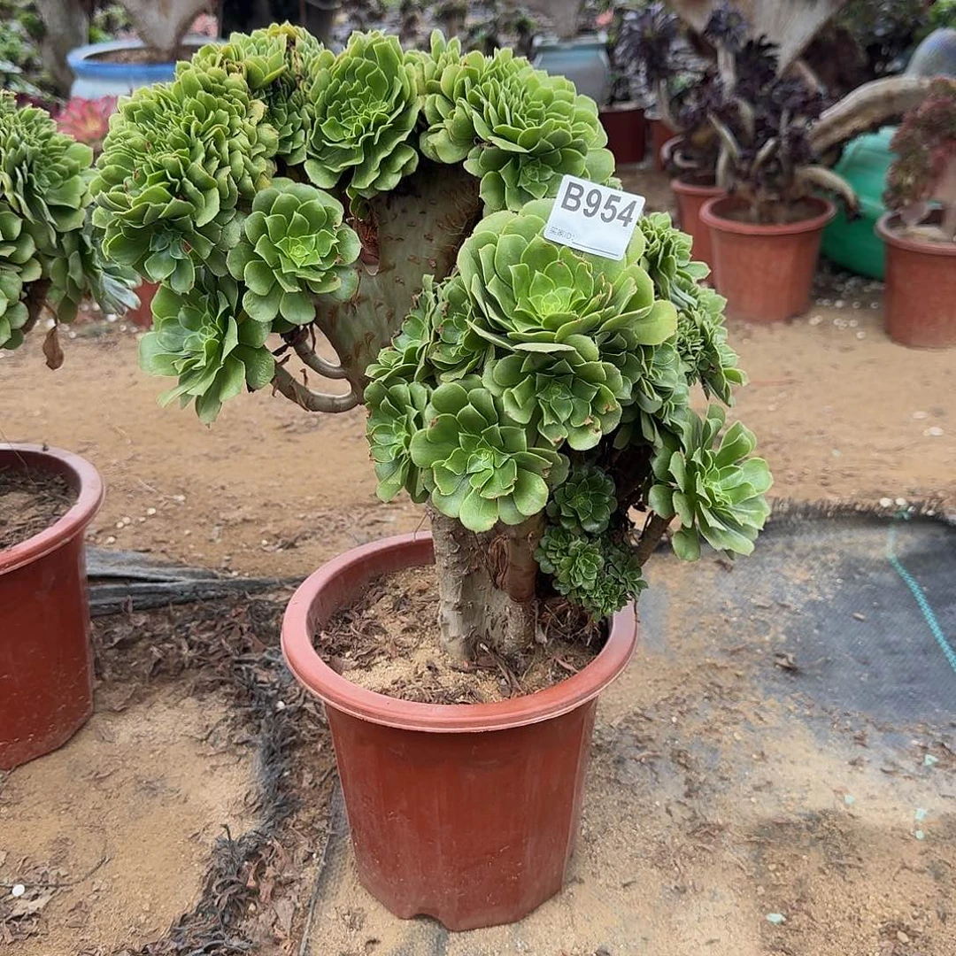 妙****954绿缀朵朵一颗呀呀