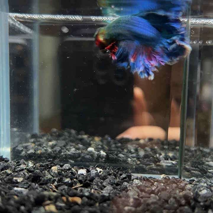 斗鱼竞拍跑单拉黑28日147