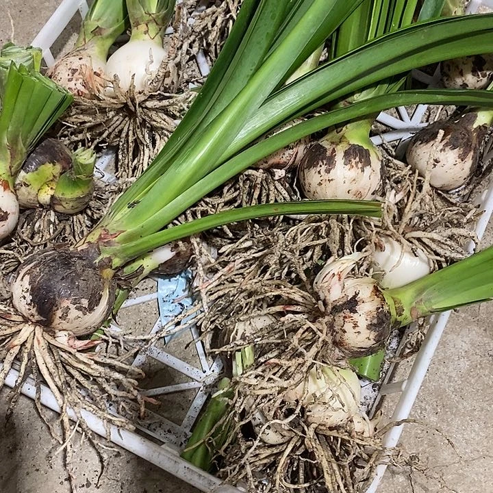 朱顶红红安吉拉6-7之间无激素