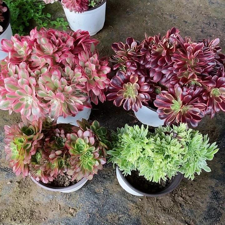 欧嘉莉缀女巫缀奶白缀碧浪缀4颗一起