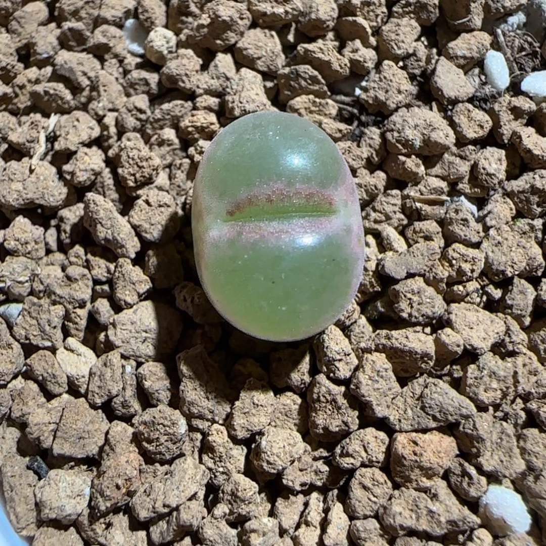 肉锥多肉植物组合-绿焰673