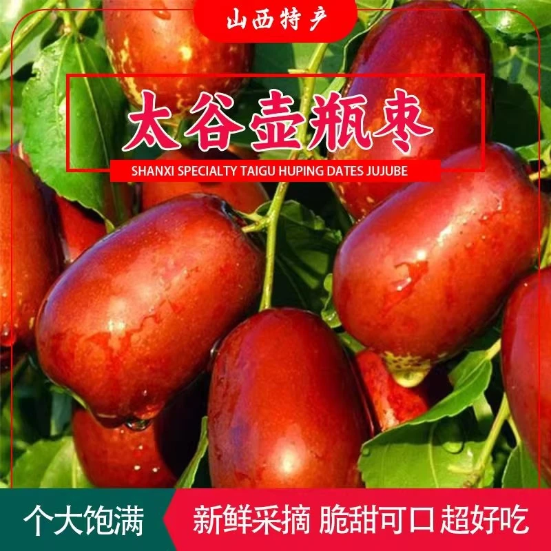 5斤精选优质大果-山西特产壶瓶枣新鲜脆枣