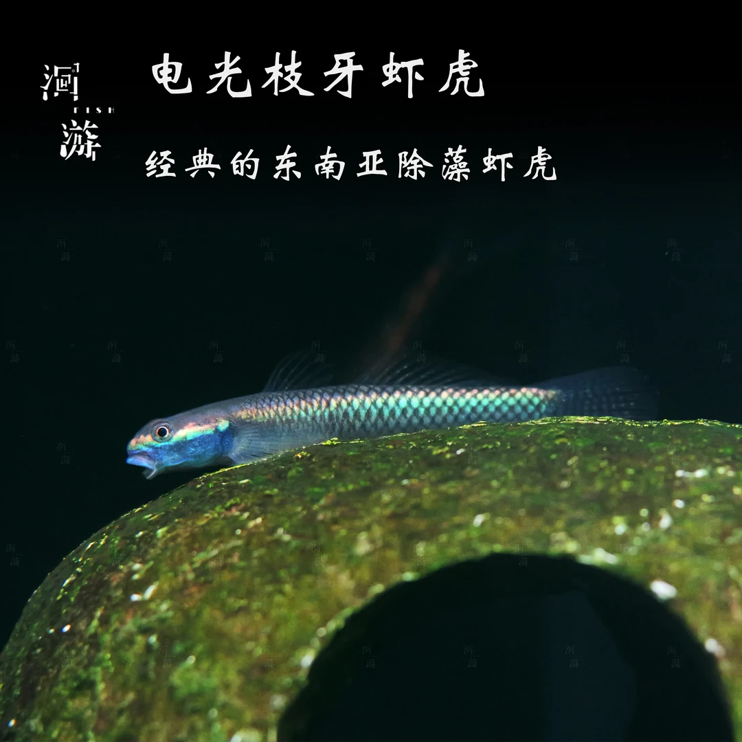 【洄游】电光枝牙虾虎 东南亚热带观赏鱼混养/定水检疫/满200包邮