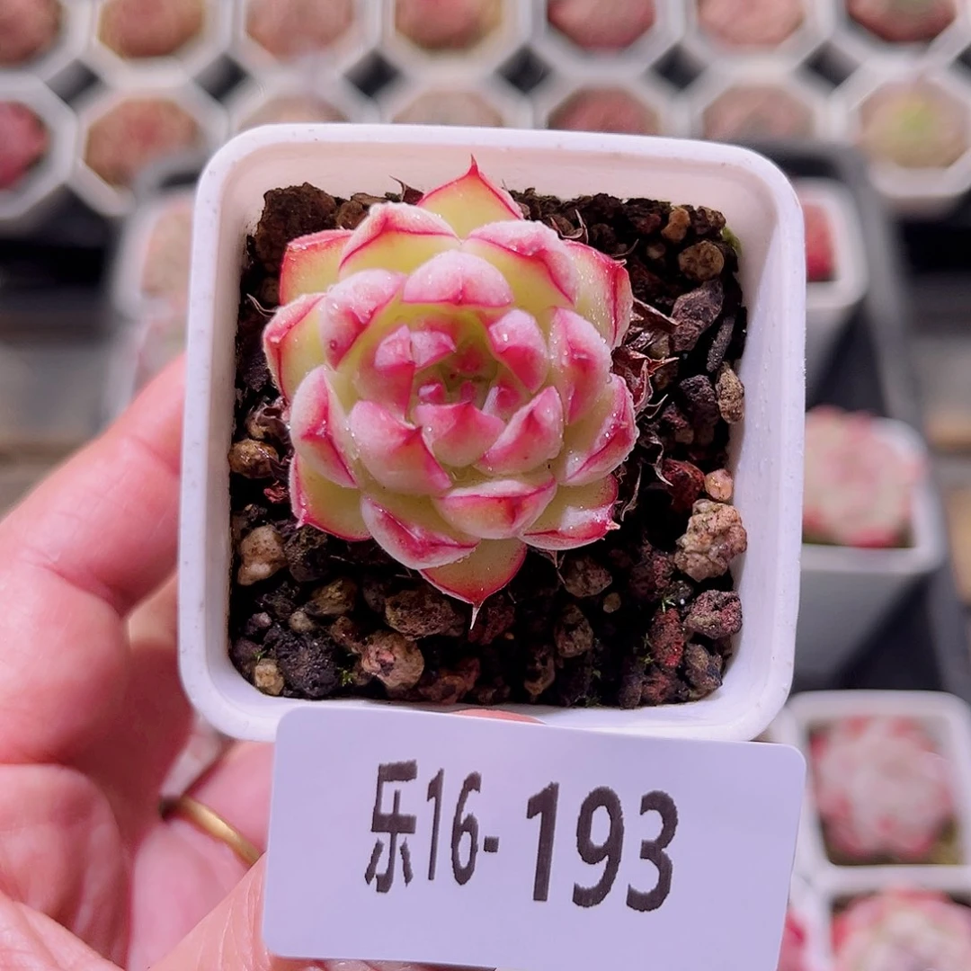 乐然16-193 海王单头 