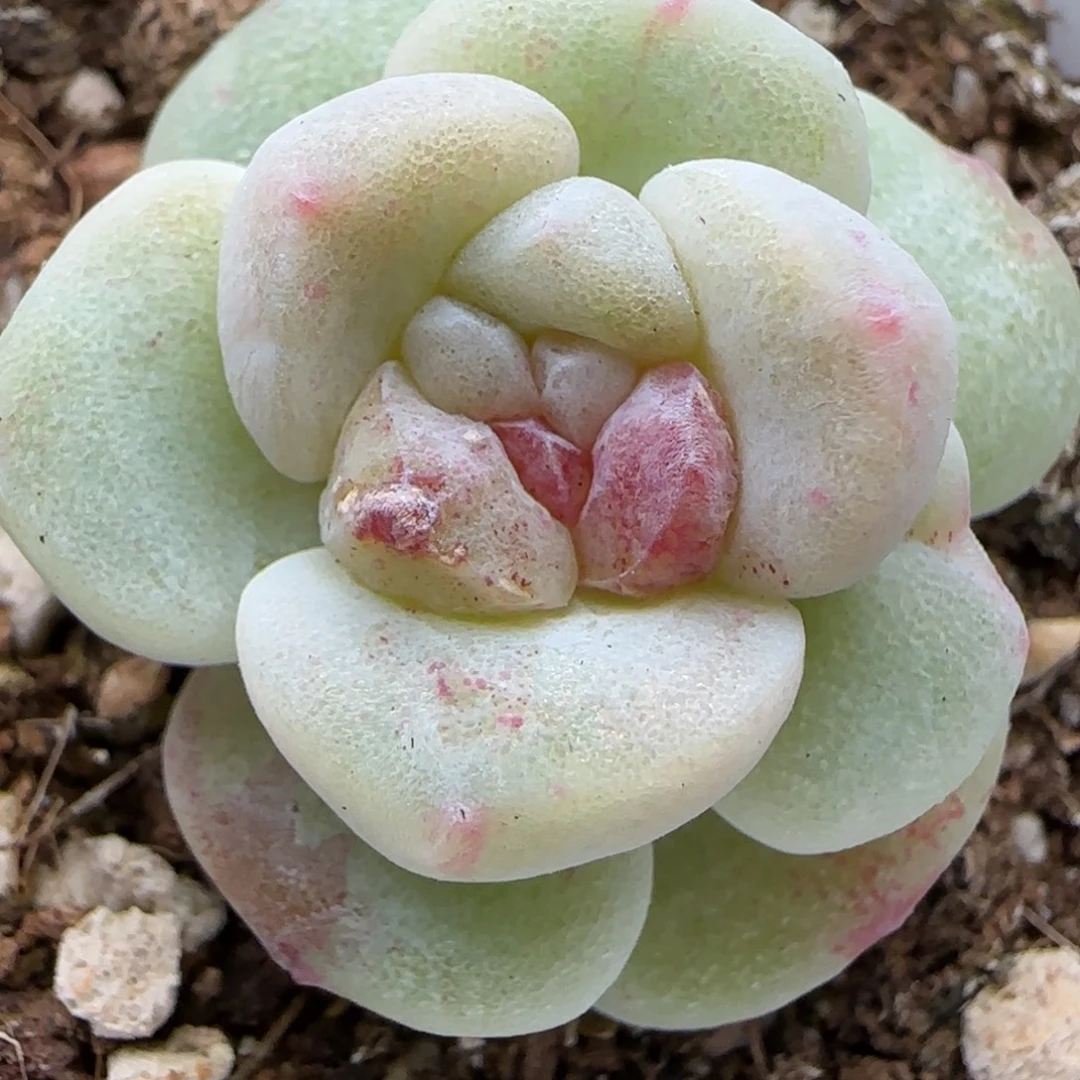 【满29包邮非偏远】550冰玉石化