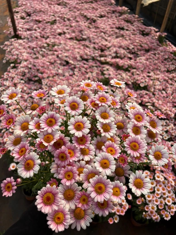 玛格丽特小太阳超长花期爆花机器阳台庭院地栽易养护