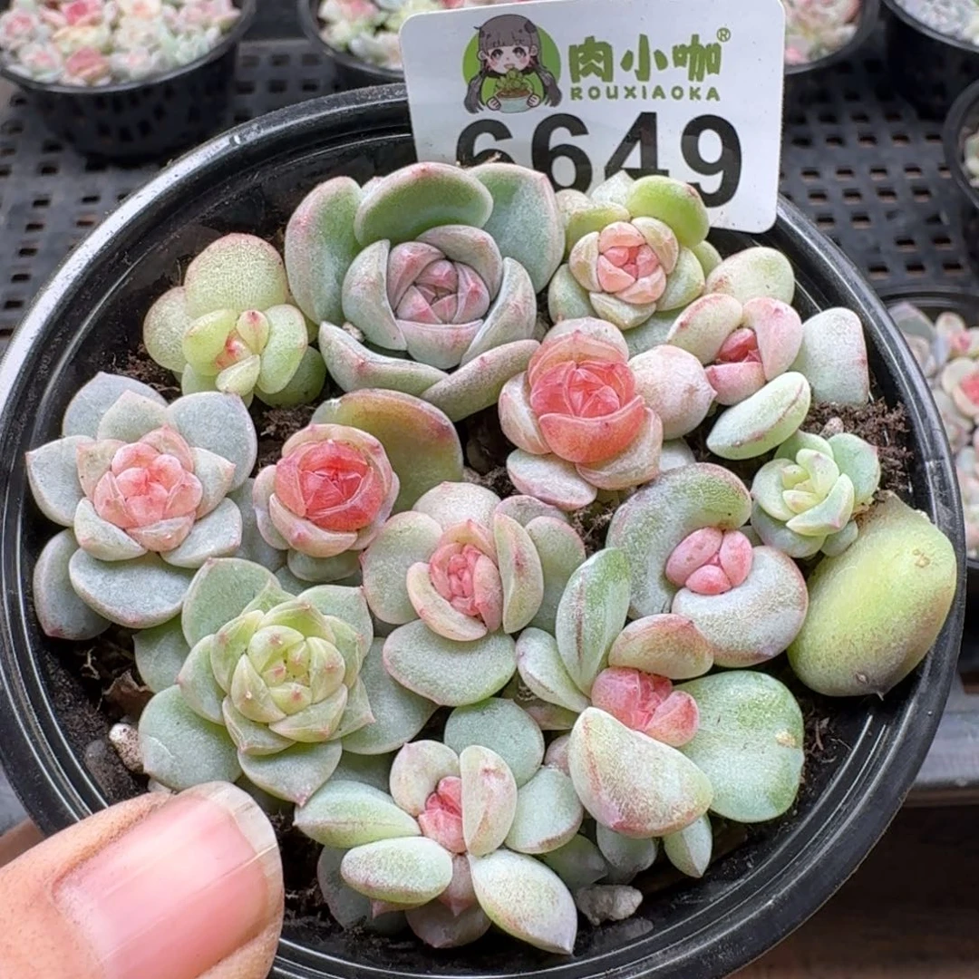 多肉植物多肉植物