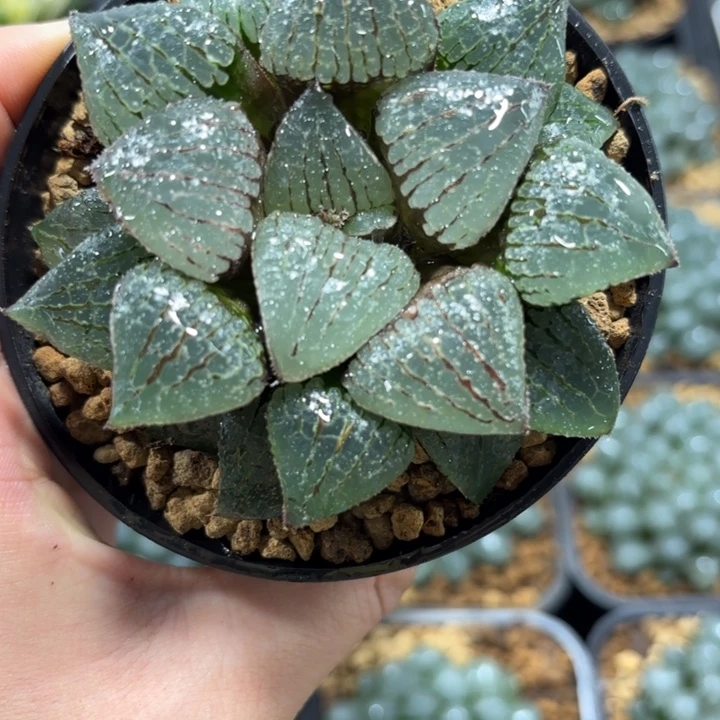 母本香瓜岛多肉植物