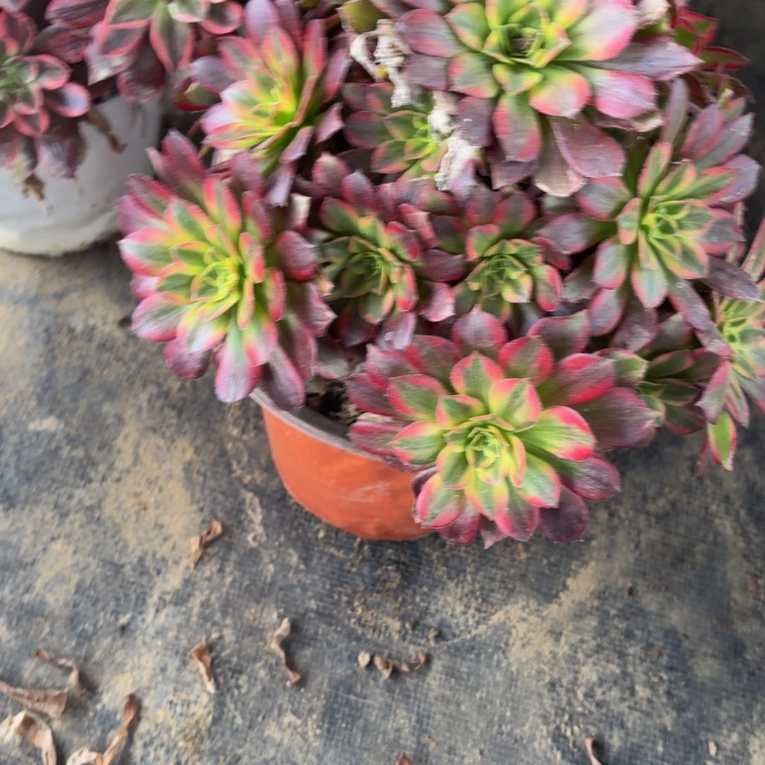 188多肉植物捧花的时候