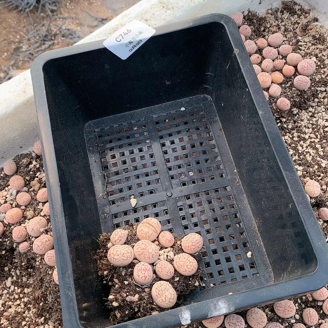 鸢*C746多肉植物保护