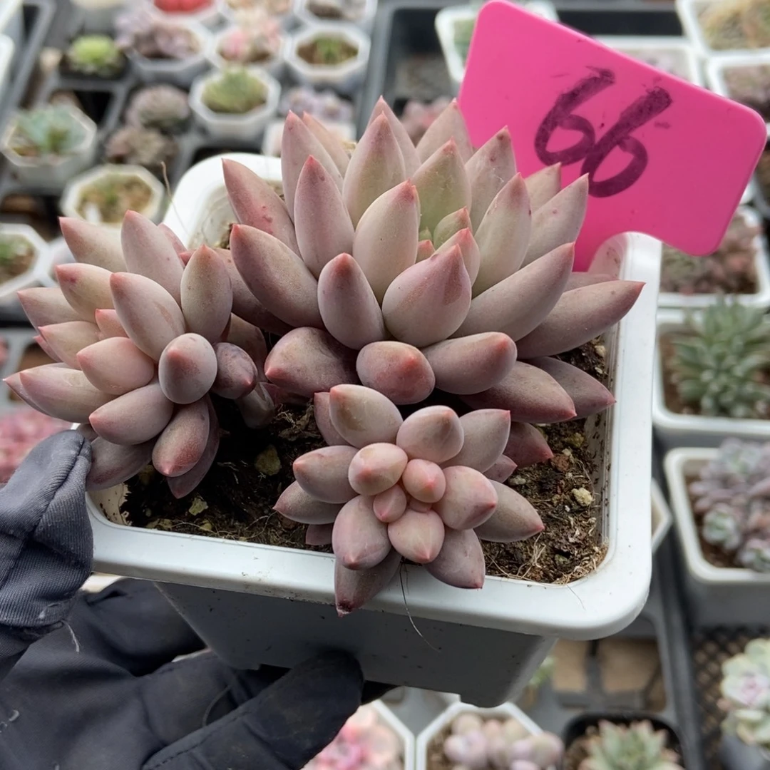 66车厘子多肉植物多肉
