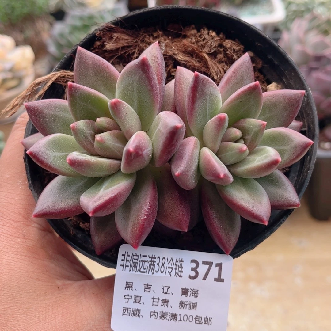 371迷雾泡泡德华多肉