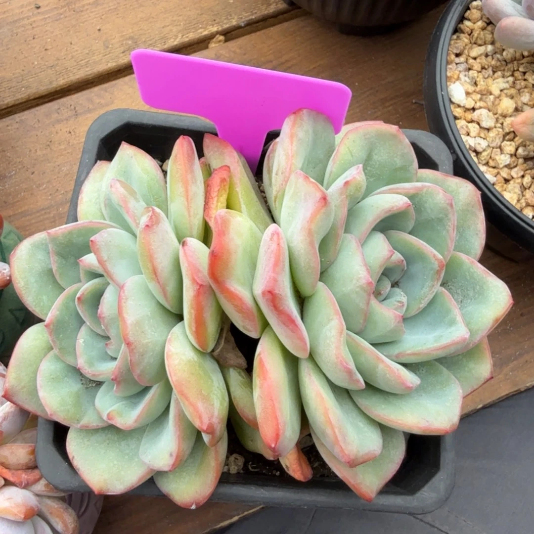 泡芙特价11111111111111111
