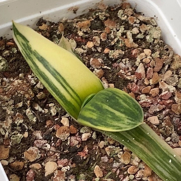 用***8不带盆脱土裸根发货